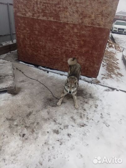 Западно сибирская лайка