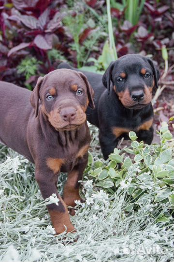 Фотосессия