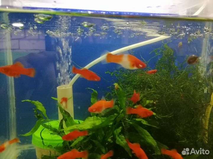 Меченосцы Рубин Анциструс Голд Мхи