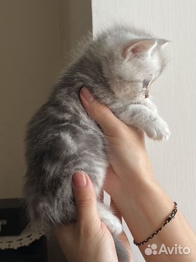 Серебристая шиншила