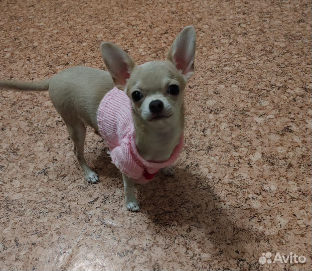 Чихуахуа мини девочка