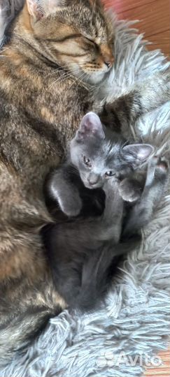 Котёночек в добрые руки