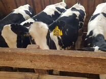 Комбикорм сытая скотина производитель. Корова бык теленок. Домашние сельскохозяйственные животные. Корм для животных в сельском хозяйстве. Объявления с х животных.