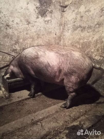 Продам на мясо свиноматку