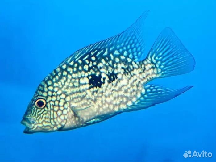 Бриллиантовая цихлазома, Чернополосая цихлазома