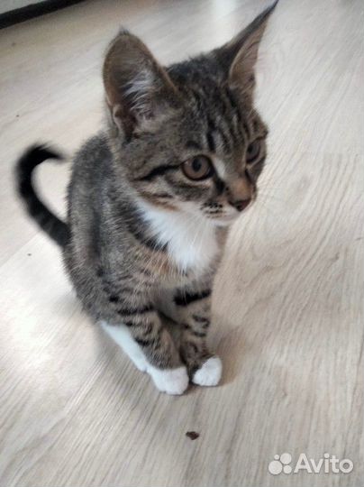Котенок