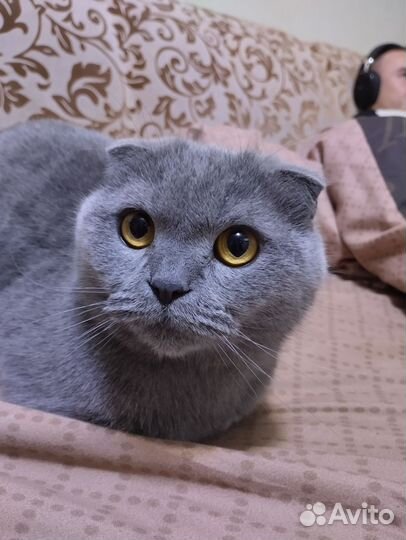 Шотландская вислоухая