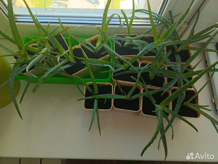 Алоэ вера лечебный