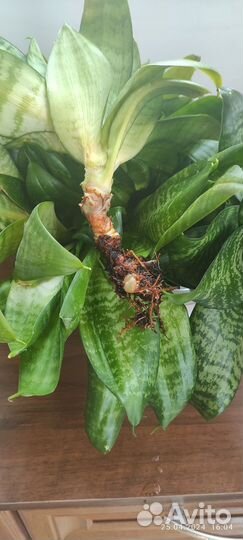 Комнатные цветы сансевиерии