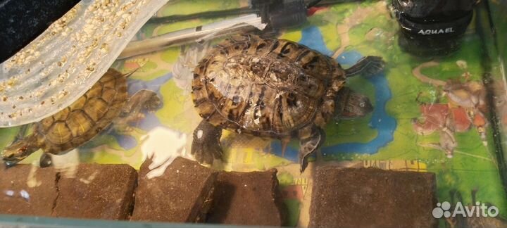 Аквариум для красноухой черепахи