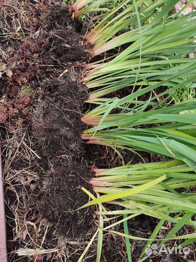 Растения для сада