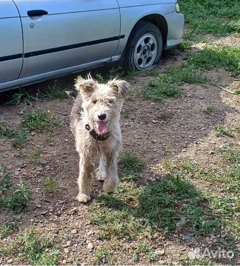 Для собаки-улыбаки ищем хозяина