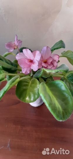 Фиалка с цветом