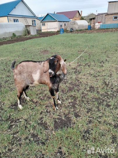 Услуги козла