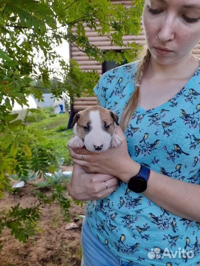 Миниатюрный бультерьер щенки