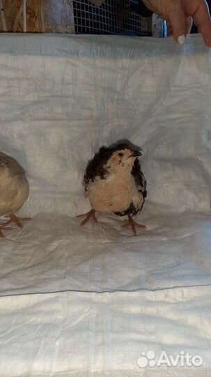 Яйцо инкубационное селадон