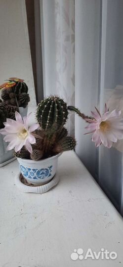 Кактус цветущий
