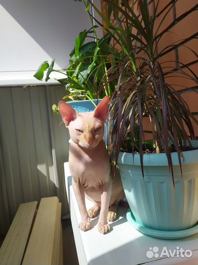 Канадский сфинкс кот вязка