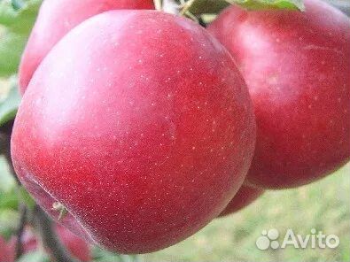 Яблоки зимняя хан