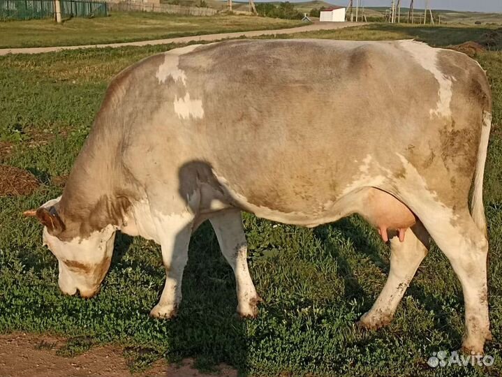 Корова дойная