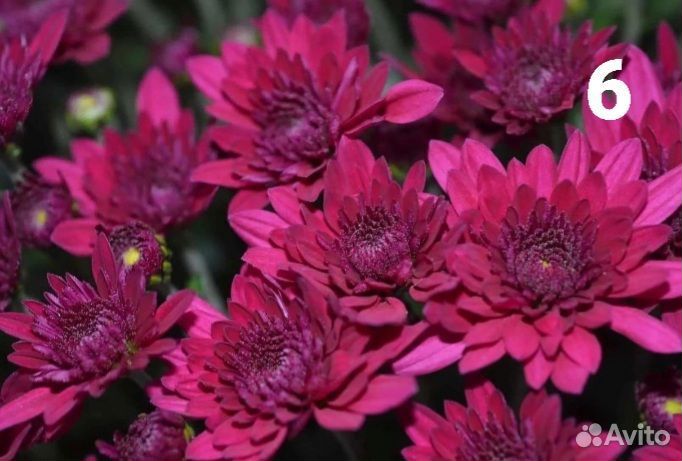 Хризантемы