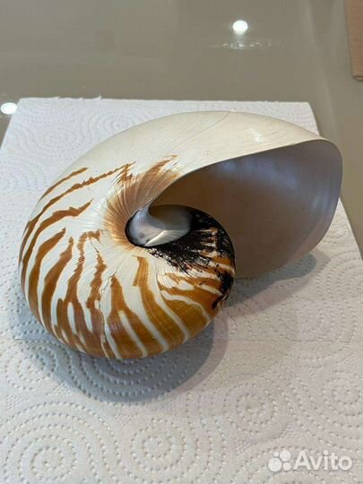 Морская раковина 