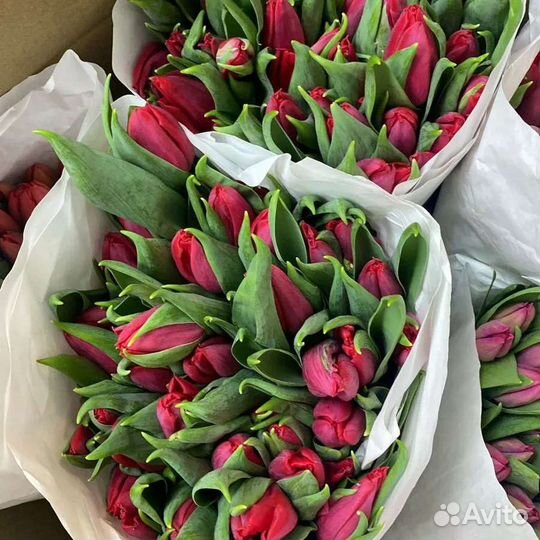 Тюльпаны к 8 марта оптом