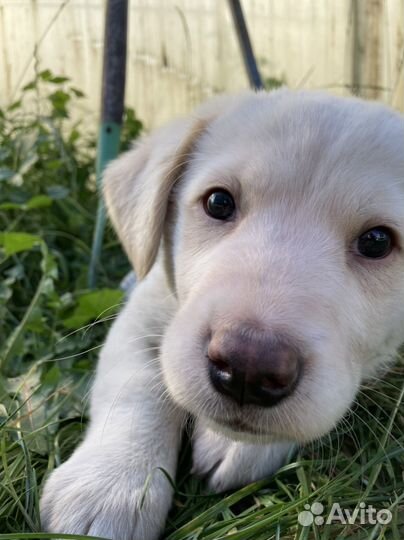 Щенок в добрые руки