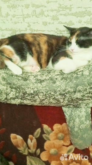 Кот и кошка в добрые руки