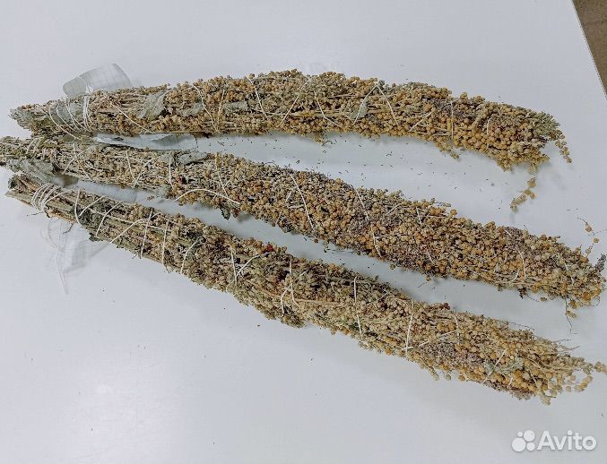 Полынь горькая