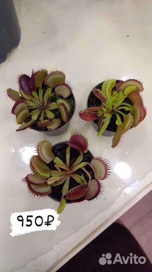 Комнатные растения