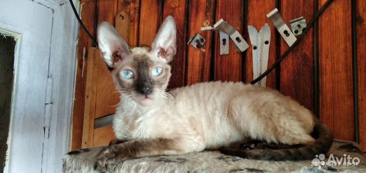 Кошка corniche рекс