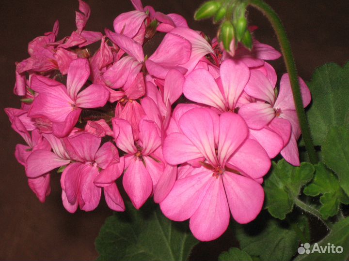 Герань (пеларгония)