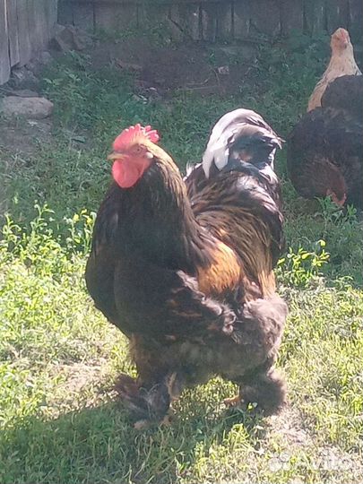 Яйца на инкубацию