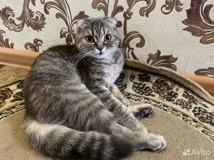 Шотландская