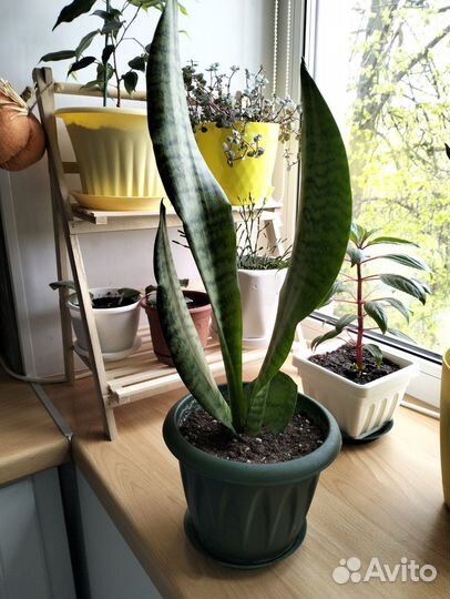 Сансевиерия и толстянка