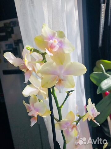 Орхидея фаленопсис Белый Будда Ароматный