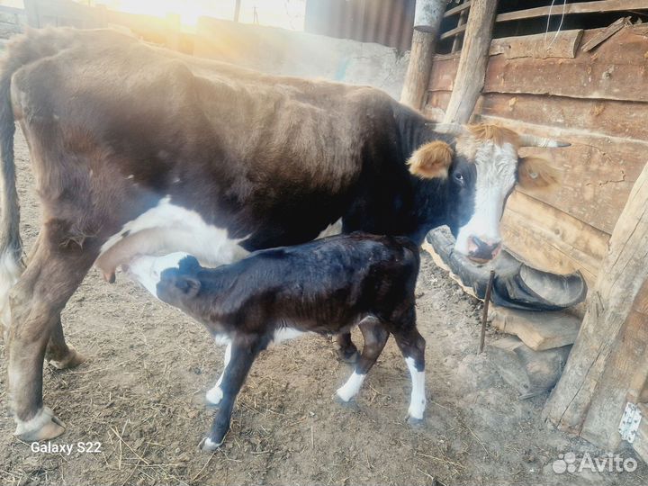 Корова с теленком