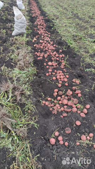 Грибы грузди соленые