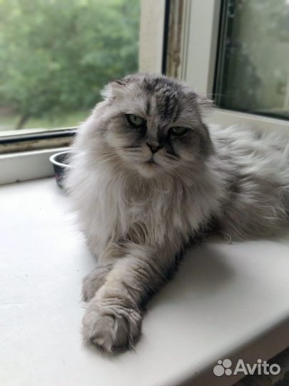 Хайленд фолд в добрые руки