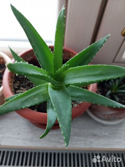 Комнатные растения цветы