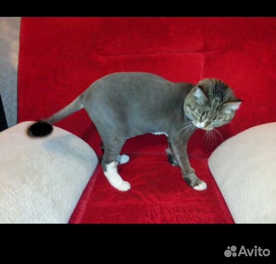 Стрижка кошек