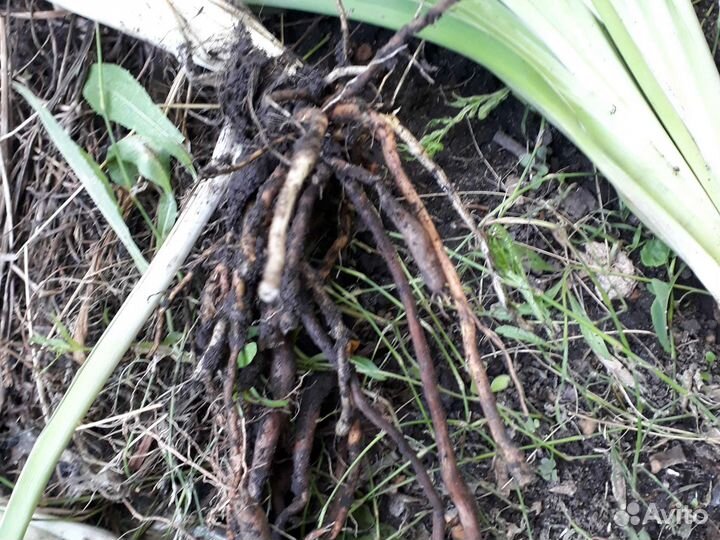 Лилейник Цитрин