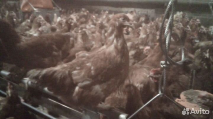 Куры Несушки