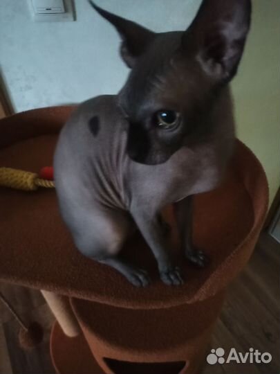 Канадский сфинкс