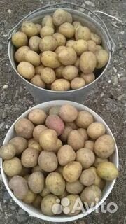 Картофель мелкий на корм скоту