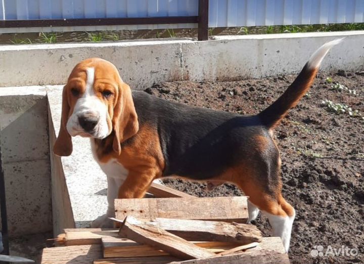 Щенки бигль