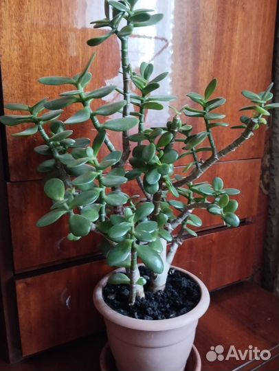 Толстянка / денежное дерево