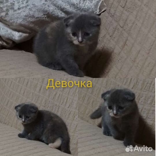 Шотландские котята