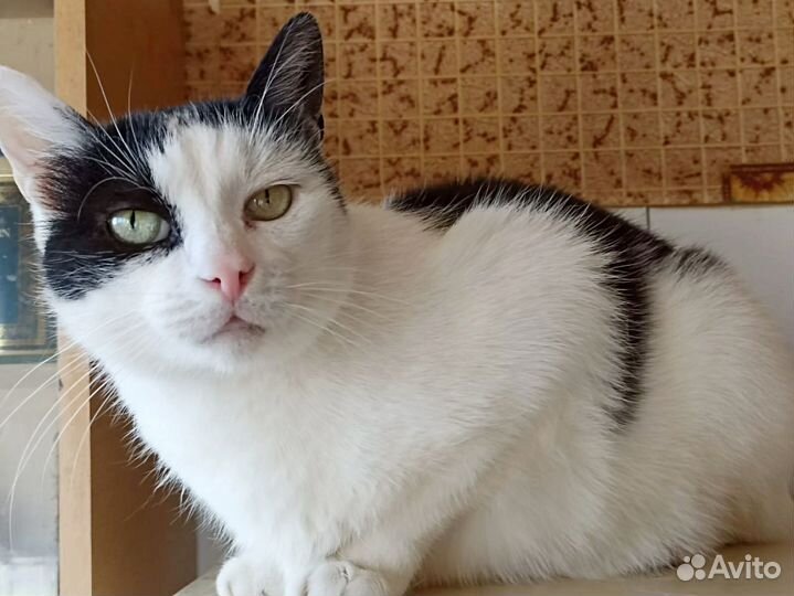 Кошка Сима